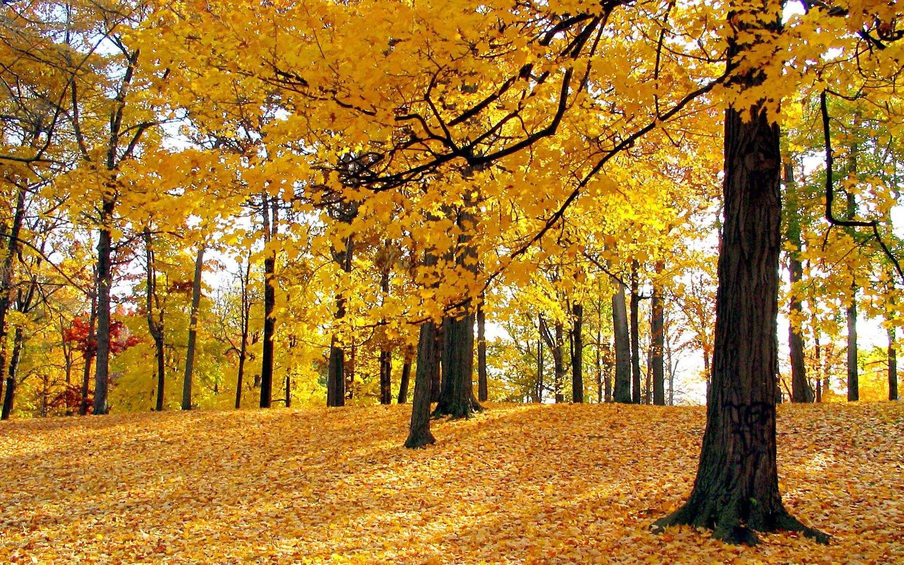 2024描写秋天的诗歌散文6篇精选_关于描写秋天的优美诗歌